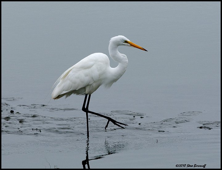 _0SB6458 great egret.jpg